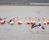 Más de 200 flamencos chilenos pudieron ser observados desde el aire en el Humedal El Yali