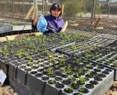 CONAF entregará 30 mil árboles para crear áreas verdes en zonas urbanas de la Región de Valparaíso