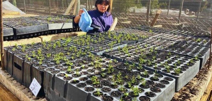 CONAF entregará 30 mil árboles para crear áreas verdes en zonas urbanas de la Región de Valparaíso