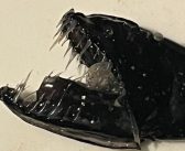 Excepcional Hallazgo en El Quisco: Pescadores Capturan Raro Pez Dragón de Profundidad