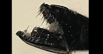 Excepcional Hallazgo en El Quisco: Pescadores Capturan Raro Pez Dragón de Profundidad