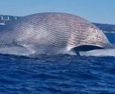 Ballena sei aparece muerta y varada en playa rocosa de El Yeco, en Algarrobo