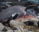Reidentifican ballena varada en Algarrobo: se trata de un juvenil de ballena azul en peligro de extinción