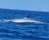 Maravilloso espectáculo natural, más de 10 ballenas Sei fueron avistadas en la bahía de Algarrobo 
