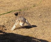 Rescatan a lechuza que pasó 11 horas atrapada en piscina de Santo Domingo tras intentar bañarse