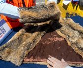 Abrigo de piel de zorro y caracolas revelan contrabando de fauna protegida en San Antonio