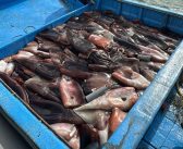 Sernapesca y Armada incautan más de 6 toneladas de jibia 