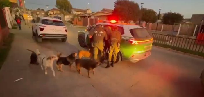 Dos adultos quedan en prisión preventiva tras operativo antidrogas de Carabineros OS7 en Cartagena