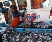 Galería de imágenes: Merluza fresca para todos, tras fin de la veda biológica, Pescadores Artesanales volvieron a las faenas de pesca